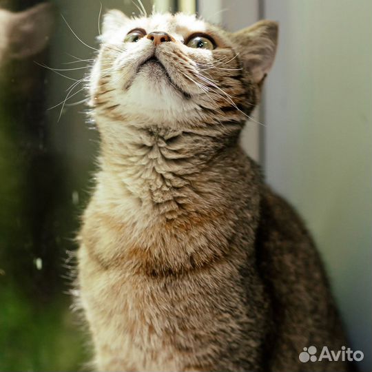 Котик Байрон ищет дом