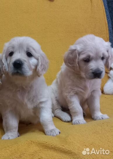 Золотистый ретривер