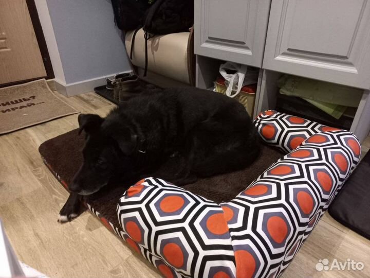 Вот такое чудо ищет дом. Взрослый но воспитан)