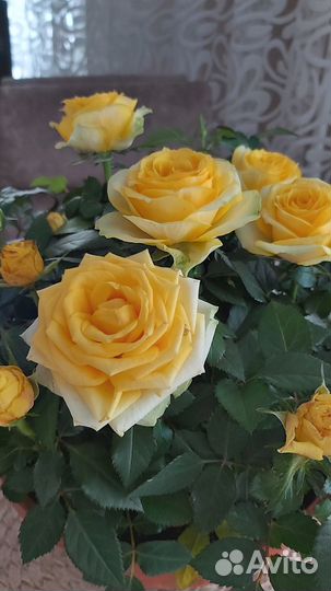 Алмазная мозаика набор