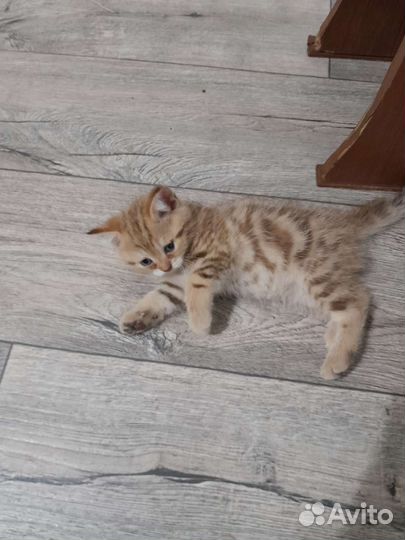 Шотландские котята