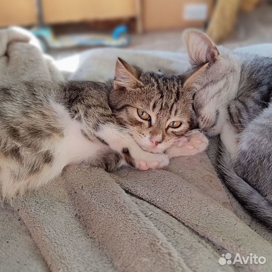 Котята котодетки