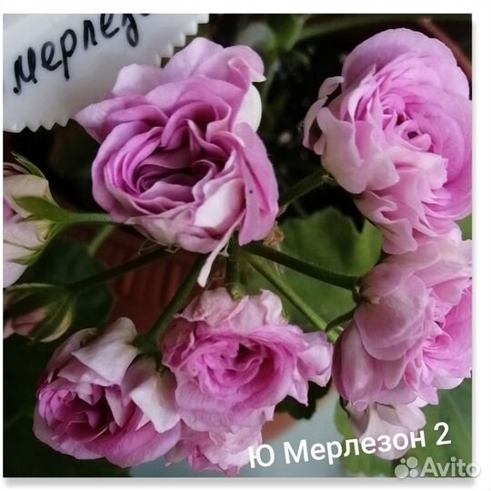 Герань пеларгония