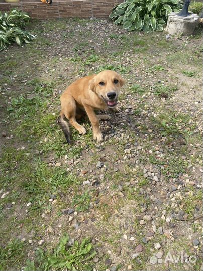 Собака(щенок)