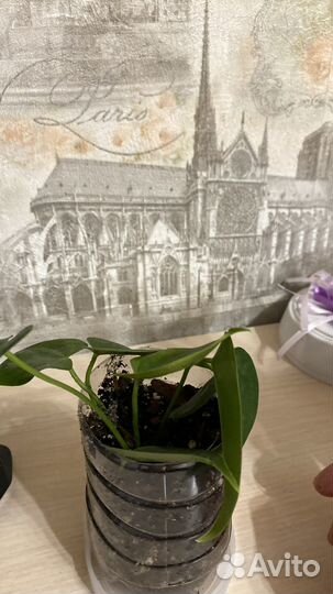 Антуриум розовый