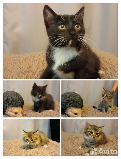 Сибирская кошка бесплатно