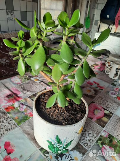 Толстянка (денежное дерево)