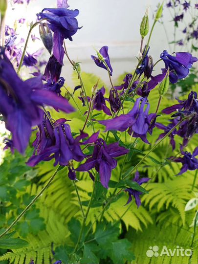 Садовые цветы многолетники