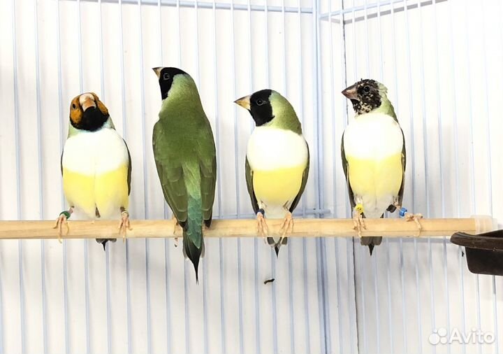 Амадины гульда две самочки