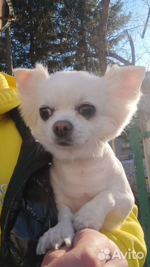 Вязка собак