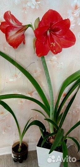 Кампанула, гиппеаструм