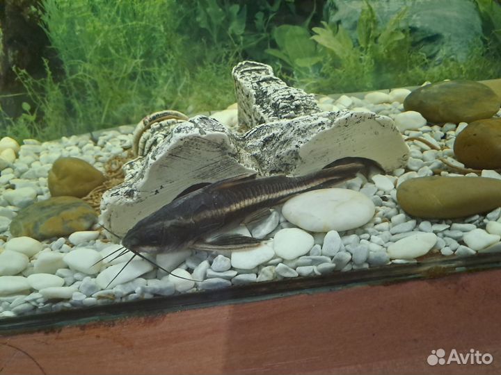 Аквариум с рыбками