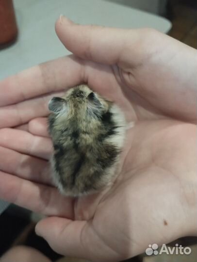 Джунгарский хомяк девочка