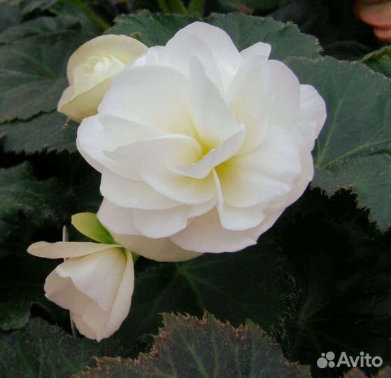 Многолетники, бегония