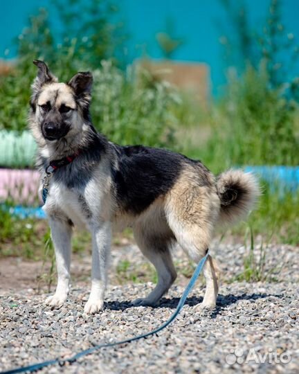 Сорбонна собака