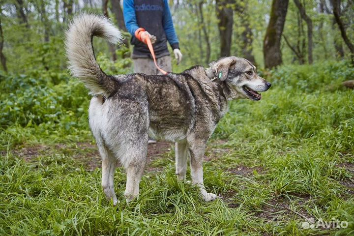 Пëс Боцман в добрые ответственные руки