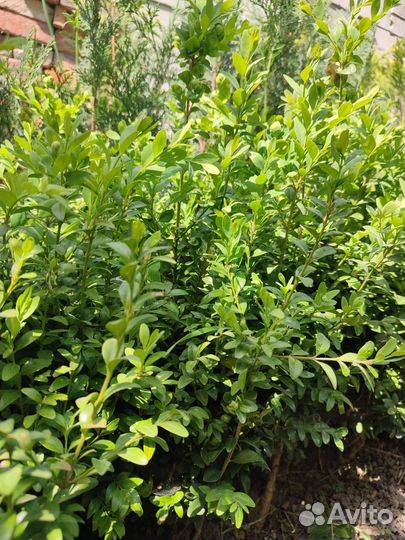 Самшит вечнозеленый