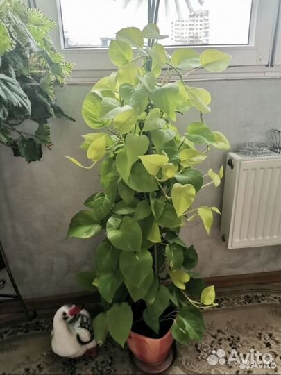 Сциндапсус
