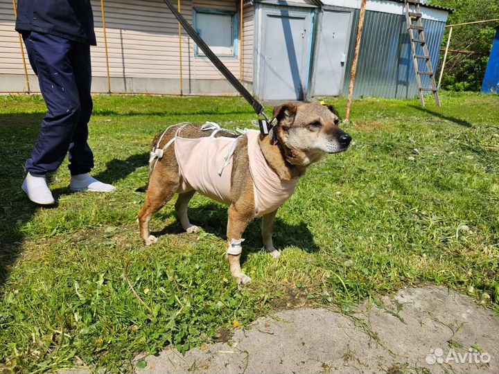 Собака Манечка