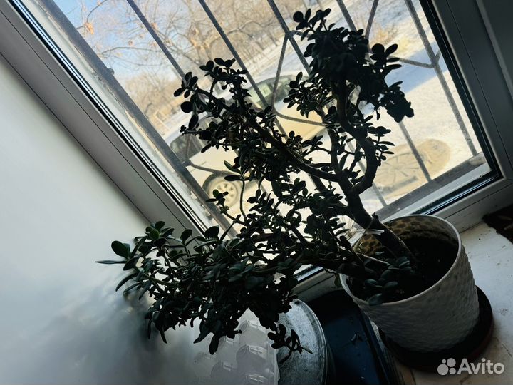 Цветок, бесплатно