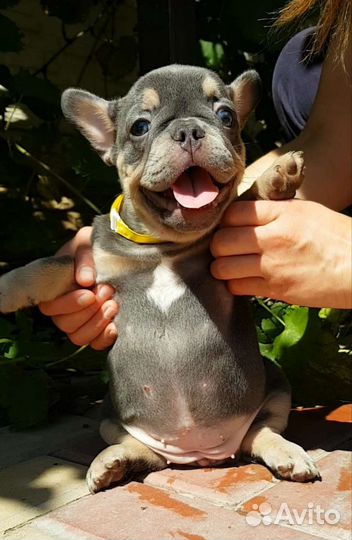 Французский бульдог щенки лиловый