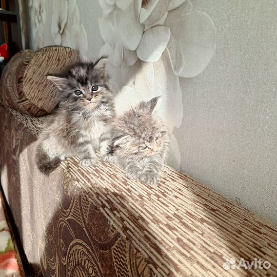 Котята мейн-кун