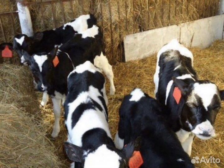 Бычки телята