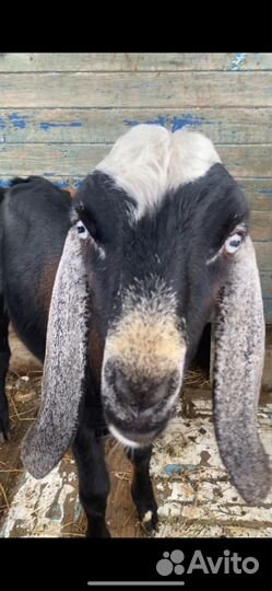 Англо нубийский козел вязка