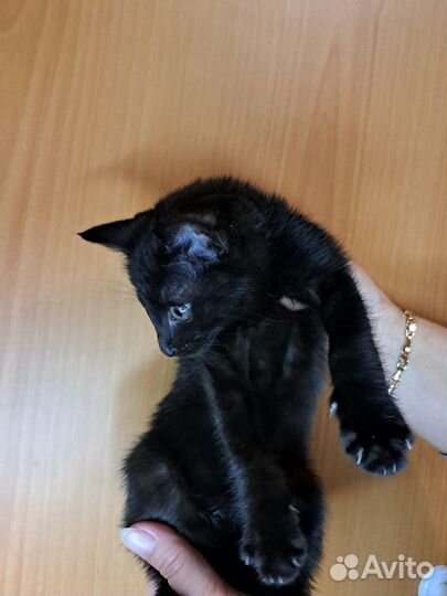 Ориентальные котята