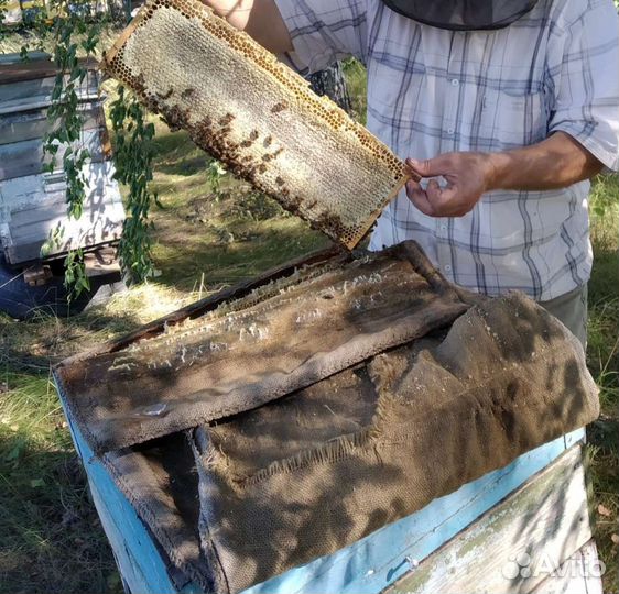 Пчелосемьи