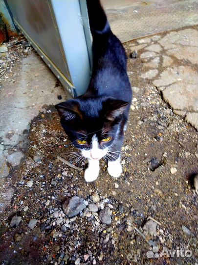 Котенок с завода нуждается в доме