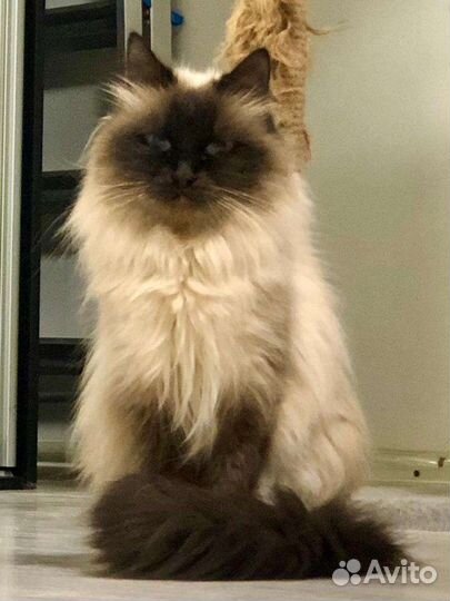 Нежная кошечка с тяжёлой судьбой ищет семью