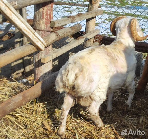 Курдючные бараны