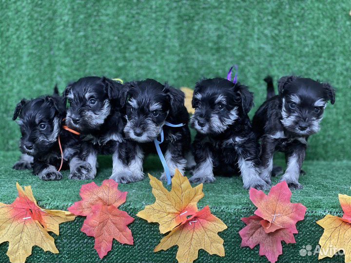 Цвергшнауцер