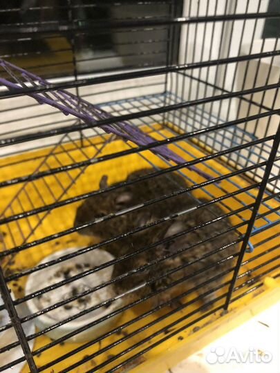 Белки дегу с клеткой