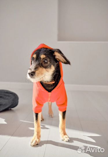 Щенок Мартин