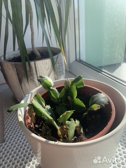 Цветок декабрист красного цвета