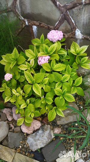 Гортензия саженцы,хлорофитум,батат,традесканция