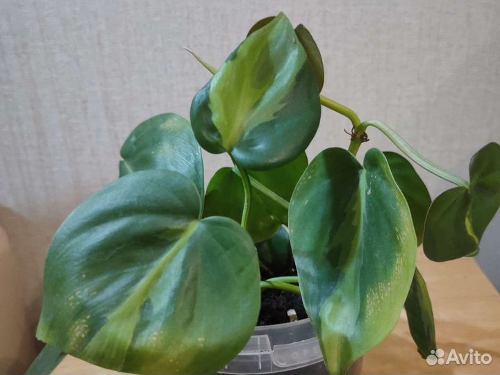 Филодендрон Сканденс Бразил