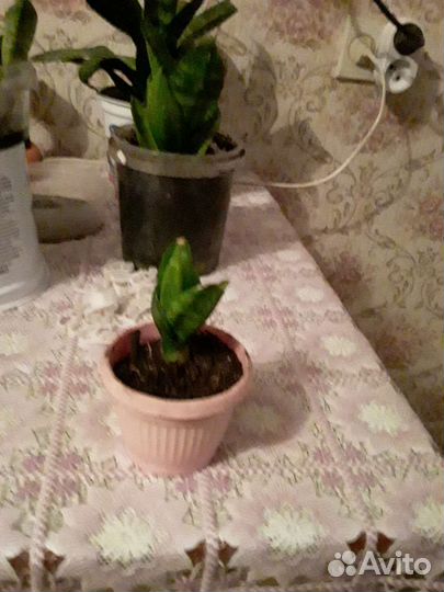 Сансевиерия