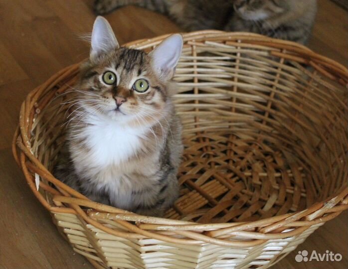 Курильский бобтейл котята