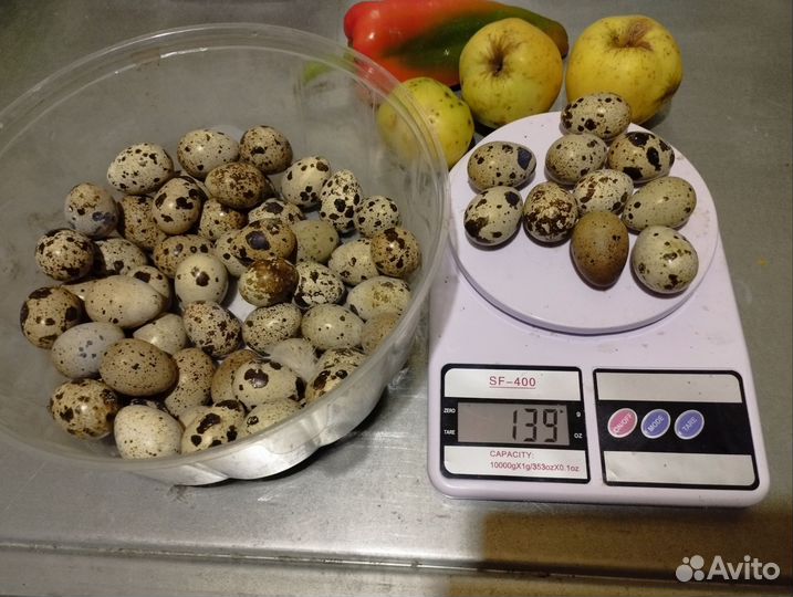 Яйца перепелиные инкубационное