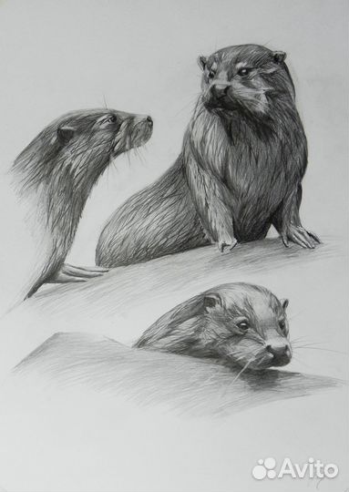 Картины карандашом, 30х40см. Анималистика