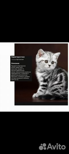 Продам котика