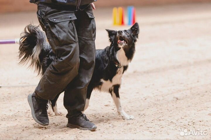Кинолог с выездом / Зоопсихолог