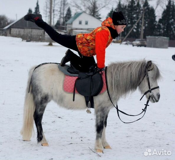 Пони шетлендские, ослики