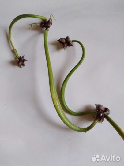 Лук многоярусный многолетний рассада