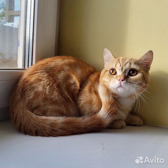 Мальчик на коротких лапках