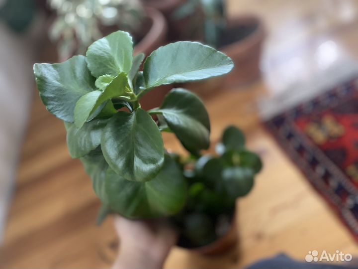 Комнатные цветы