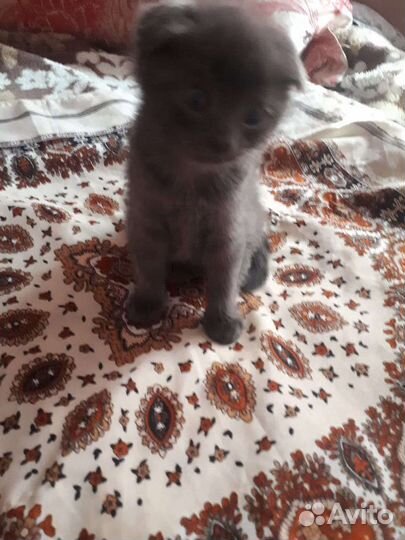 Вислоухие котята